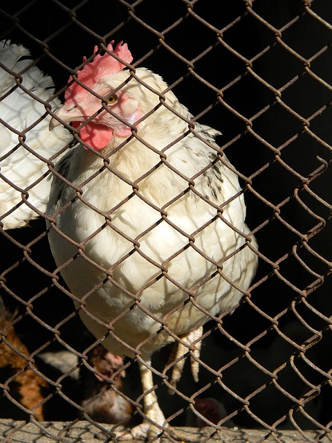领跑首节得分！雷迪克：这是东契奇的策略，喜欢他这样打